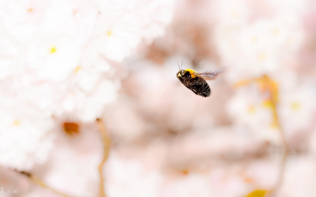 Bee flying away flower blurry free wallpaper for desktop - medium preview image