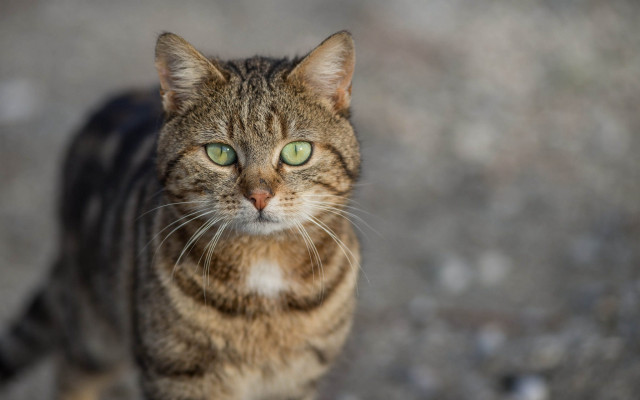 Cat green eyes walking gravel free wallpaper for desktop - medium preview image