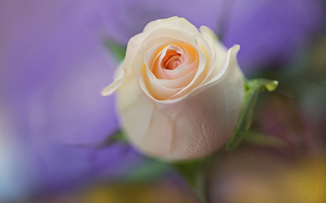 White rose purple background blurry free wallpaper for desktop - medium preview image