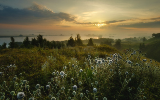 Dandelion field sunset clouds landscape free wallpaper for desktop - medium preview image