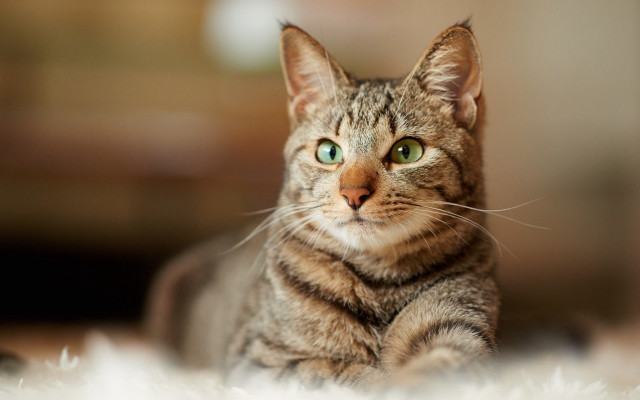 White cat green eyes curious free wallpaper for desktop - medium preview image