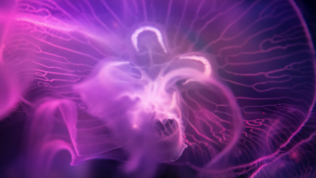 Jellyfish hologram glow purple fire free wallpaper for desktop - medium preview image