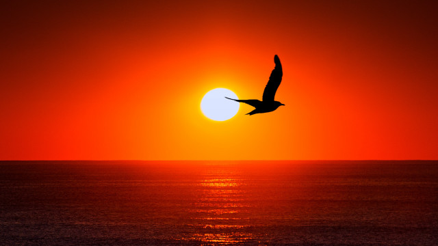 Bird ocean sunset silhouette moon free wallpaper for desktop - medium preview image