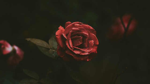 Red rose water droplets dark #3 free wallpaper for desktop - medium preview image