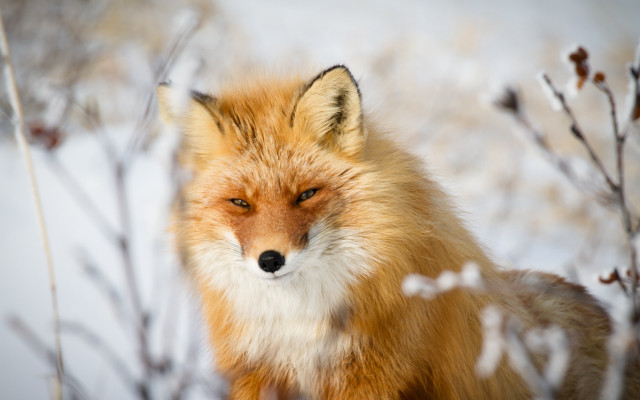 Red fox snow sad eyes #2 free wallpaper for desktop - medium preview image