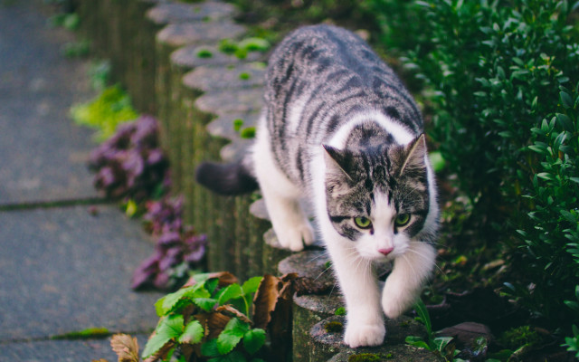 Cat wall garden road blurry free wallpaper for desktop - medium preview image