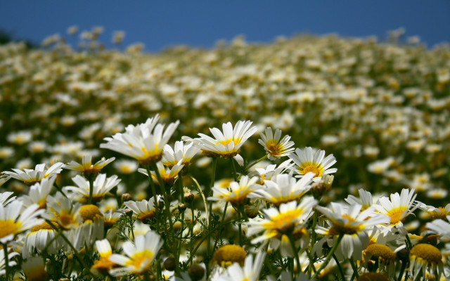Daisy field blue sky yellow free wallpaper for desktop - medium preview image