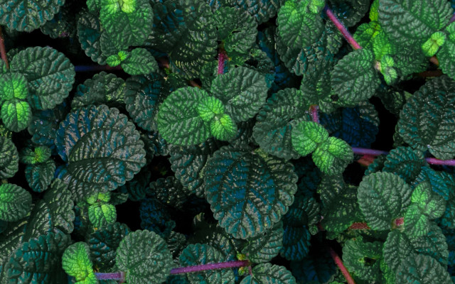 Green plant leaves black background free wallpaper for desktop - medium preview image