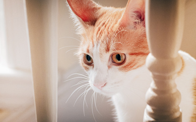 Cat looking camera chair leg free wallpaper for desktop - medium preview image