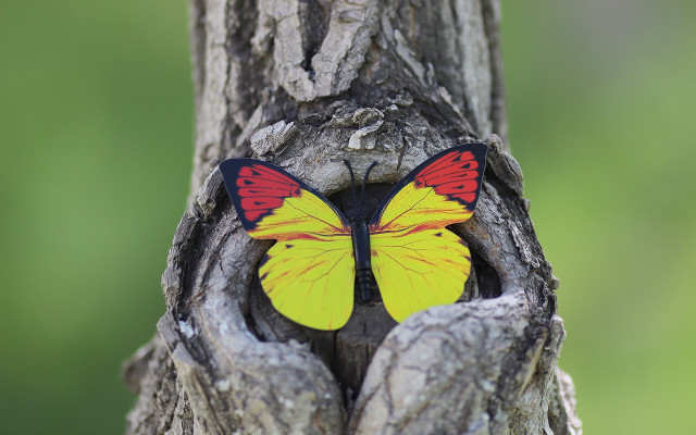 Yellow red butterfly on trunk free wallpaper for desktop - medium preview image