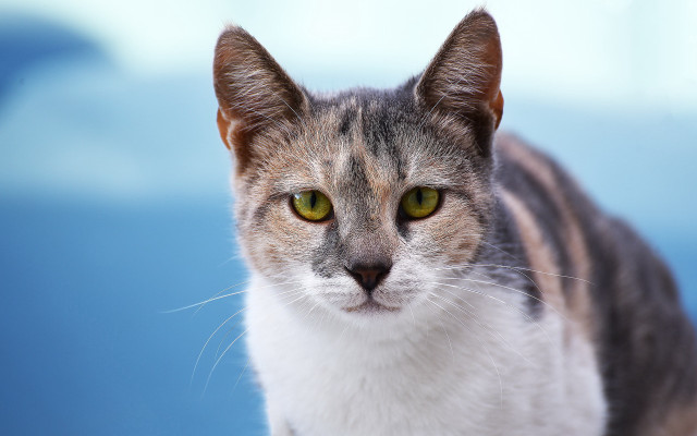 Cat green eyes blurry sky free wallpaper for desktop - medium preview image