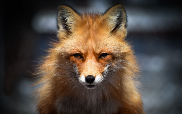 Red fox closeup black background free wallpaper for desktop - medium preview image