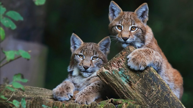 Lynx cubs tree stump curious free wallpaper for desktop - medium preview image