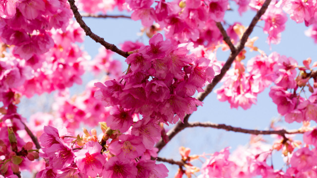 Pink sakura blossoms blue sky #2 free wallpaper for desktop - medium preview image