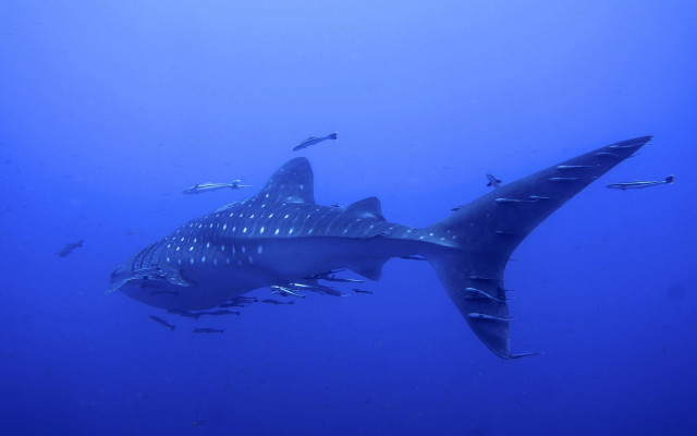 Large shark ocean fish naturism free wallpaper for desktop - medium preview image