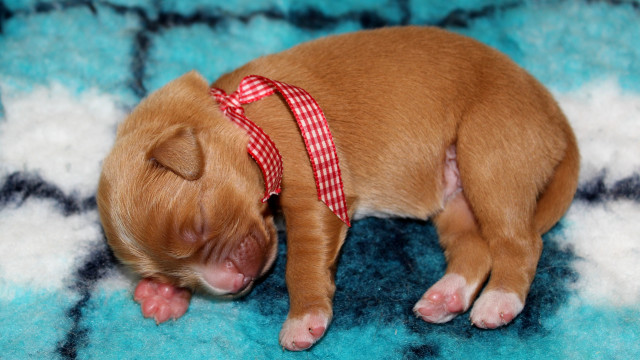 Small brown dog sleeping blue free wallpaper for desktop - medium preview image
