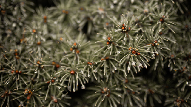 Red flowered plant closeup macro free wallpaper for desktop - medium preview image