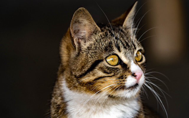 Cat yellow eyes looking distance #2 free wallpaper for desktop - medium preview image