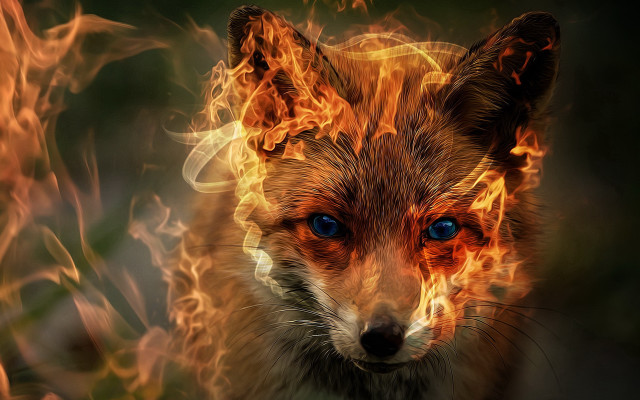 Fox blue eyes flames embers free wallpaper for desktop - medium preview image