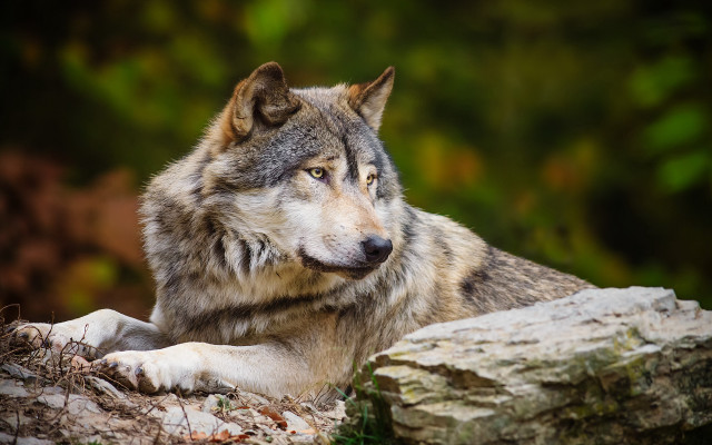 Wolf laying rock woods sad free wallpaper for desktop - medium preview image
