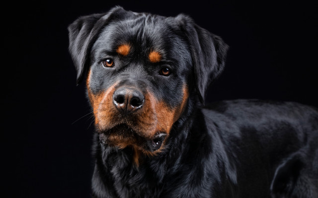 Black brown dog animal photography free wallpaper for desktop - medium preview image