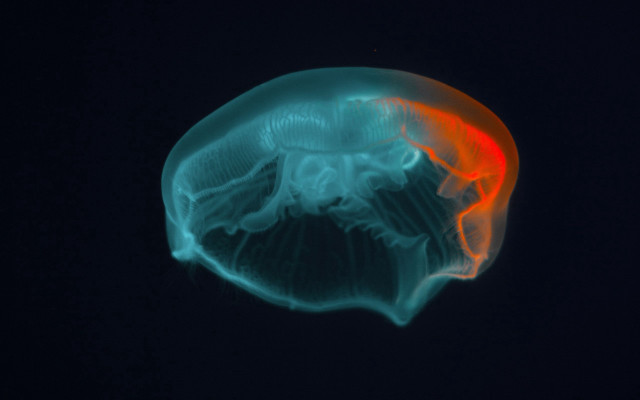 Jellyfish red tail night biolu free wallpaper for desktop - medium preview image