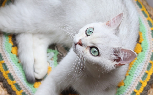 White cat rug blue eyes free wallpaper for desktop - medium preview image