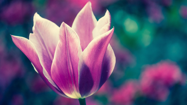 Pink flower macro shallow depth #3 free wallpaper for desktop - medium preview image