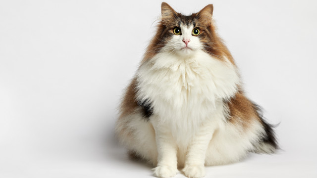 Cat brown white black spot free wallpaper for desktop - medium preview image