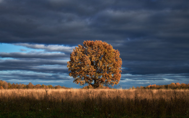 Tree field cloudy sky grass free wallpaper for desktop - medium preview image