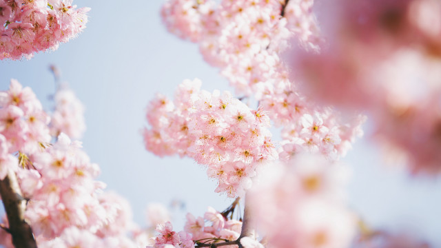 Pink flower cherry blossoms blue free wallpaper for desktop - medium preview image