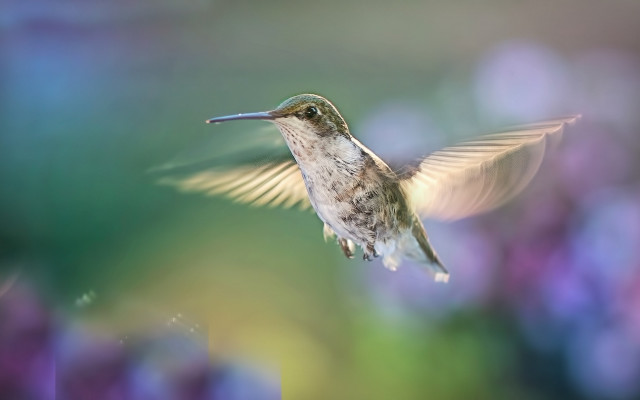 Hummingbird flower bokeh macro wings free wallpaper for desktop - medium preview image