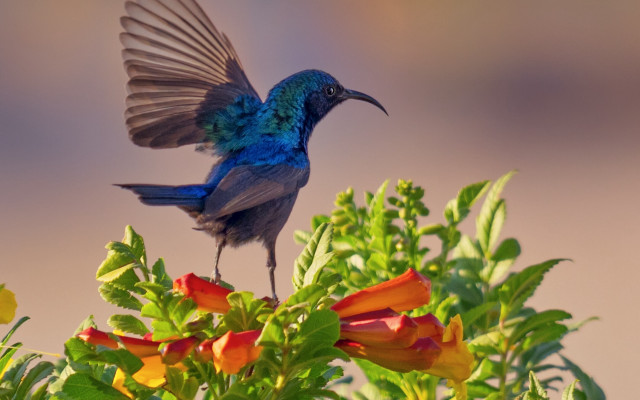 Blue bird long tail wings free wallpaper for desktop - medium preview image