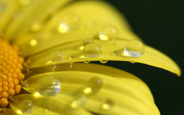 Yellow flower water droplets macro #19 free wallpaper for desktop - medium preview image