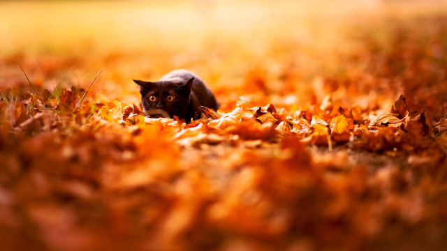 Autumn cat leaves battle fire free wallpaper for desktop - medium preview image
