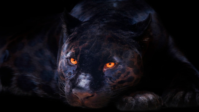 Black leopard orange eyes digital free wallpaper for desktop - medium preview image