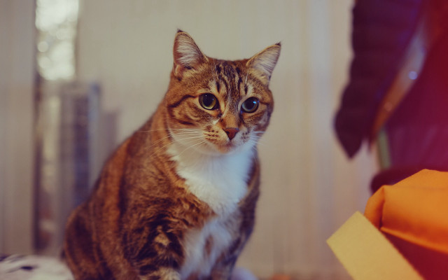 Sad cat on bed photorealistic free wallpaper for desktop - medium preview image