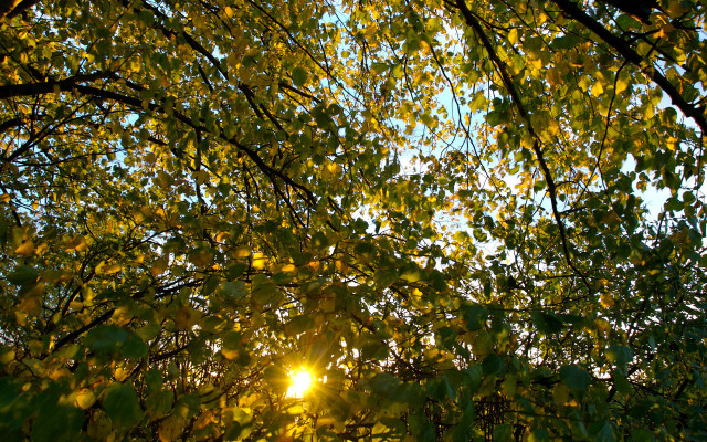 Sunshine through leaves forest autumn #2 free wallpaper for desktop - medium preview image