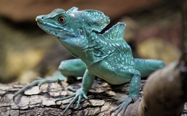 Lizard smiling branch zoo green free wallpaper for desktop - medium preview image