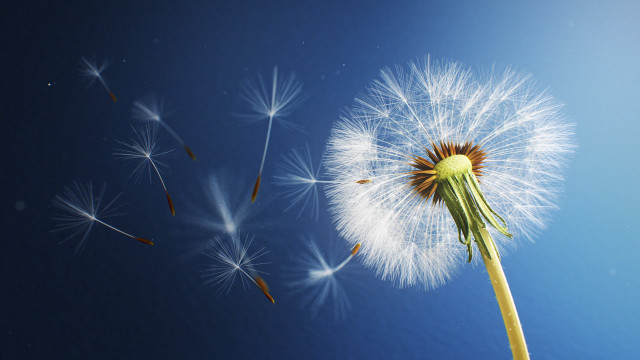 Dandelion wind blue sky white free wallpaper for desktop - medium preview image