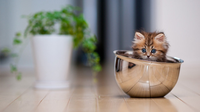 Kitten metal bowl plant blue free wallpaper for desktop - medium preview image