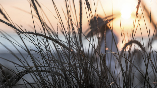 Plant sunset fence tree lens free wallpaper for desktop - medium preview image