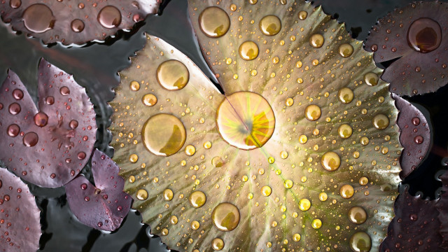 Leaf water droplets macro planet free wallpaper for desktop - medium preview image