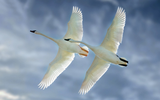 White birds flying cloudy sky free wallpaper for desktop - medium preview image