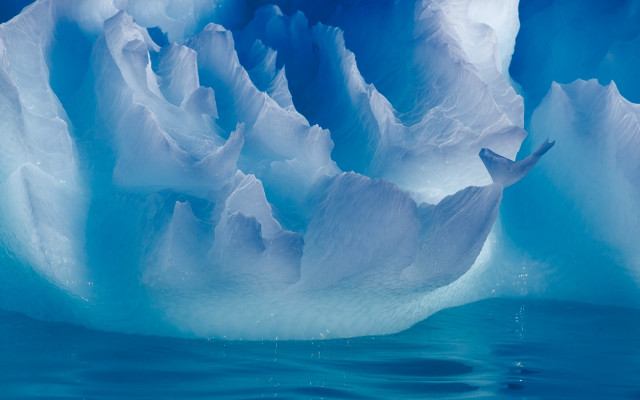 Iceberg bird water ecological matte free wallpaper for desktop - medium preview image