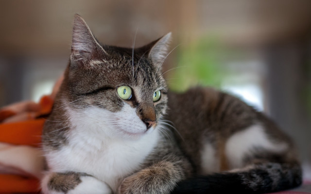 Black cat bed blurry background free wallpaper for desktop - medium preview image