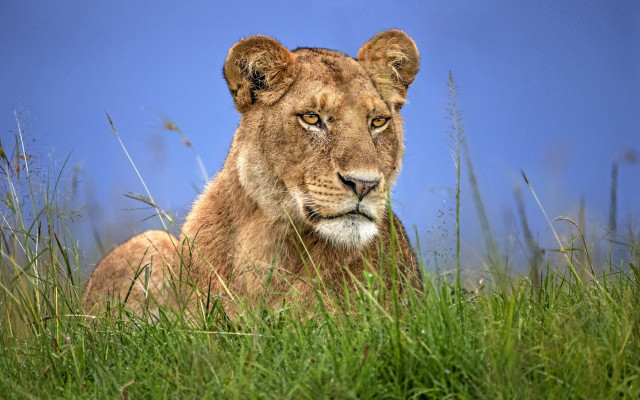 Lion tallgrass blueSky wildlife photography free wallpaper for desktop - medium preview image