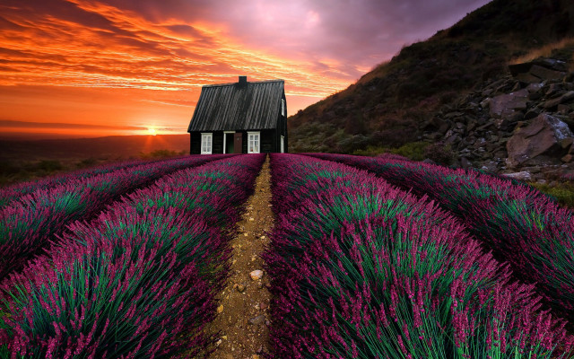 Lavender field sunset matte painting free wallpaper for desktop - medium preview image