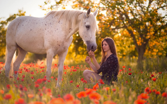 Woman horse flower field autumn free wallpaper for desktop - medium preview image