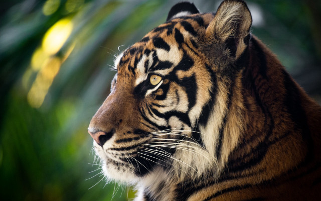 Sumatran tiger blurry background woodland free wallpaper for desktop - medium preview image